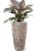 Philodendron `Imperial Red' in Baq Lava Grond (Vulkastrat)