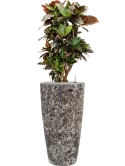 Croton (Codiaeum) variegatum 'Petra' in Baq Lava Grond (Vulkastrat)