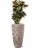 Croton (Codiaeum) variegatum 'Petra' in Baq Lava Grond (Vulkastrat)