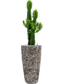 Euphorbia erytrea in Baq Lava Grond (Vulkastrat)