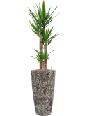 Yucca elephantipes in Baq Lava Hydrocultuur