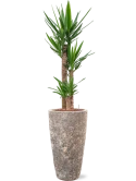 Yucca elephantipes in Baq Lava Hydrocultuur