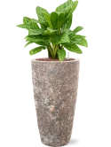 Aglaonema 'Stripes' in Baq Lava Hydrocultuur