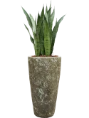 Sansevieria zeylanica in Baq Lava Hydrocultuur met Boomschors