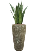 Sansevieria zeylanica in Baq Lava Hydrocultuur
