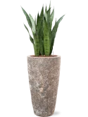 Sansevieria zeylanica in Baq Lava Hydrocultuur