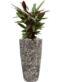 Calathea rufibarba 'Wavestar' in Baq Lava Hydrocultuur