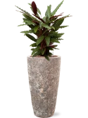 Calathea rufibarba 'Wavestar' in Baq Lava Hydrocultuur