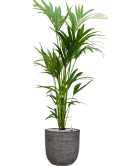 Kentia (Howea) forsteriana in Capi Nature Rib NL Grond (Vulkastrat) Grond (Vulkastrat)