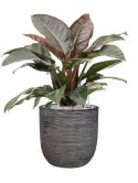 Philodendron `Imperial Red' in Capi Nature Rib NL Grond (Vulkastrat) Grond (Vulkastrat)