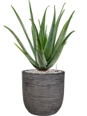 Aloe vera barbadensis in Capi Nature Rib NL Grond (Vulkastrat)