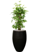 Dracaena surculosa in Capi Nature Rib NL Grond (Vulkastrat)