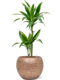 Dracaena fragrans 'Arturo' in Baq Opus Hammered Hydrocultuur