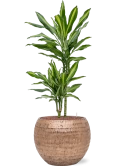 Dracaena fragrans 'Cintho' in Baq Opus Hammered Hydrocultuur