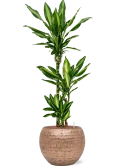Dracaena fragrans 'Cintho' in Baq Opus Hammered Hydrocultuur