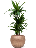 Dracaena fragrans 'Janet Craig' in Baq Opus Hammered Hydrocultuur