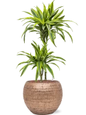 Dracaena fragrans 'Lemon Lime' in Baq Opus Hammered Hydrocultuur