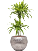 Dracaena fragrans 'Lemon Lime' in Baq Opus Hammered Hydrocultuur