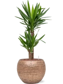 Yucca elephantipes in Baq Opus Hammered Hydrocultuur Hydrocultuur