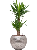 Yucca elephantipes in Baq Opus Hammered Hydrocultuur Hydrocultuur