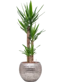 Yucca elephantipes in Baq Opus Hammered Hydrocultuur Hydrocultuur