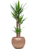Yucca elephantipes in Baq Opus Hammered Hydrocultuur Hydrocultuur