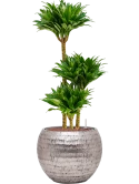 Dracaena fragrans 'Compacta' in Baq Opus Hammered Hydrocultuur