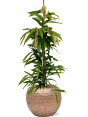 Ficus binnendijkii 'Amstel King' in Baq Opus Hammered Hydrocultuur