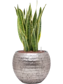 Sansevieria trifasciata 'Laurentii' in Baq Opus Hammered Hydrocultuur Hydrocultuur