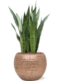 Sansevieria zeylanica in Baq Opus Hammered Hydrocultuur Hydrocultuur