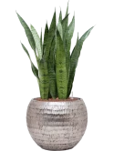 Sansevieria zeylanica in Baq Opus Hammered Hydrocultuur Hydrocultuur