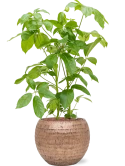 Schefflera actinophylla 'Amate' in Baq Opus Hammered Hydrocultuur