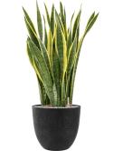 Sansevieria trifasciata 'Laurentii' in Artstone Grond (Vulkastrat) Grond (Vulkastrat)