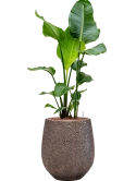 Strelitzia nicolai in Baq Opus Hit Hydrocultuur