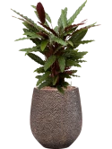 Calathea rufibarba 'Wavestar' in Baq Opus Hit Hydrocultuur