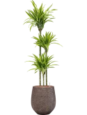 Dracaena fragrans 'Lemon Lime' in Baq Opus Hit Hydrocultuur