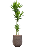 Dracaena fragrans 'Cintho' in Baq Opus Hit Hydrocultuur Hydrocultuur