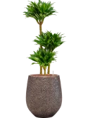 Dracaena fragrans 'Compacta' in Baq Opus Hit Hydrocultuur