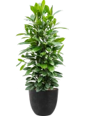 Ficus cyathistipula in Artstone Grond (Vulkastrat) met Boomschors Grond (Vulkastrat) met Boomschors