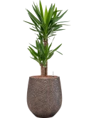 Yucca elephantipes in Baq Opus Hit Hydrocultuur Hydrocultuur