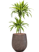 Dracaena fragrans 'Lemon Lime' in Baq Opus Hit Hydrocultuur