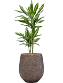 Dracaena fragrans 'Cintho' in Baq Opus Hit Hydrocultuur