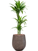 Dracaena fragrans 'Arturo' in Baq Opus Hit Hydrocultuur
