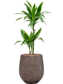 Dracaena fragrans 'Arturo' in Baq Opus Hit Hydrocultuur