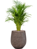 Dypsis (Areca) lutescens in Baq Opus Hit Grond (Vulkastrat) Grond (Vulkastrat)