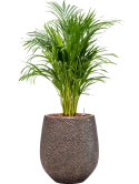 Dypsis (Areca) lutescens in Baq Opus Hit Grond (Vulkastrat) met Boomschors Grond (Vulkastrat) met Boomschors