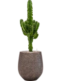 Euphorbia erytrea in Baq Opus Hit Grond (Vulkastrat)
