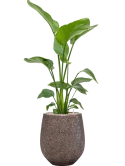 Strelitzia nicolai in Baq Opus Hit Grond (Vulkastrat) Grond (Vulkastrat)