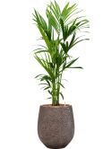 Kentia (Howea) forsteriana in Baq Opus Hit Grond (Vulkastrat) met Boomschors