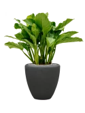 Aglaonema 'Freedman' in Baq Polystone Plain Grond (Vulkastrat)